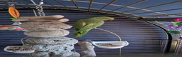 Parrots birds for sale: INDIAN RING NECK PARROT ( MALE ) - Advert 1