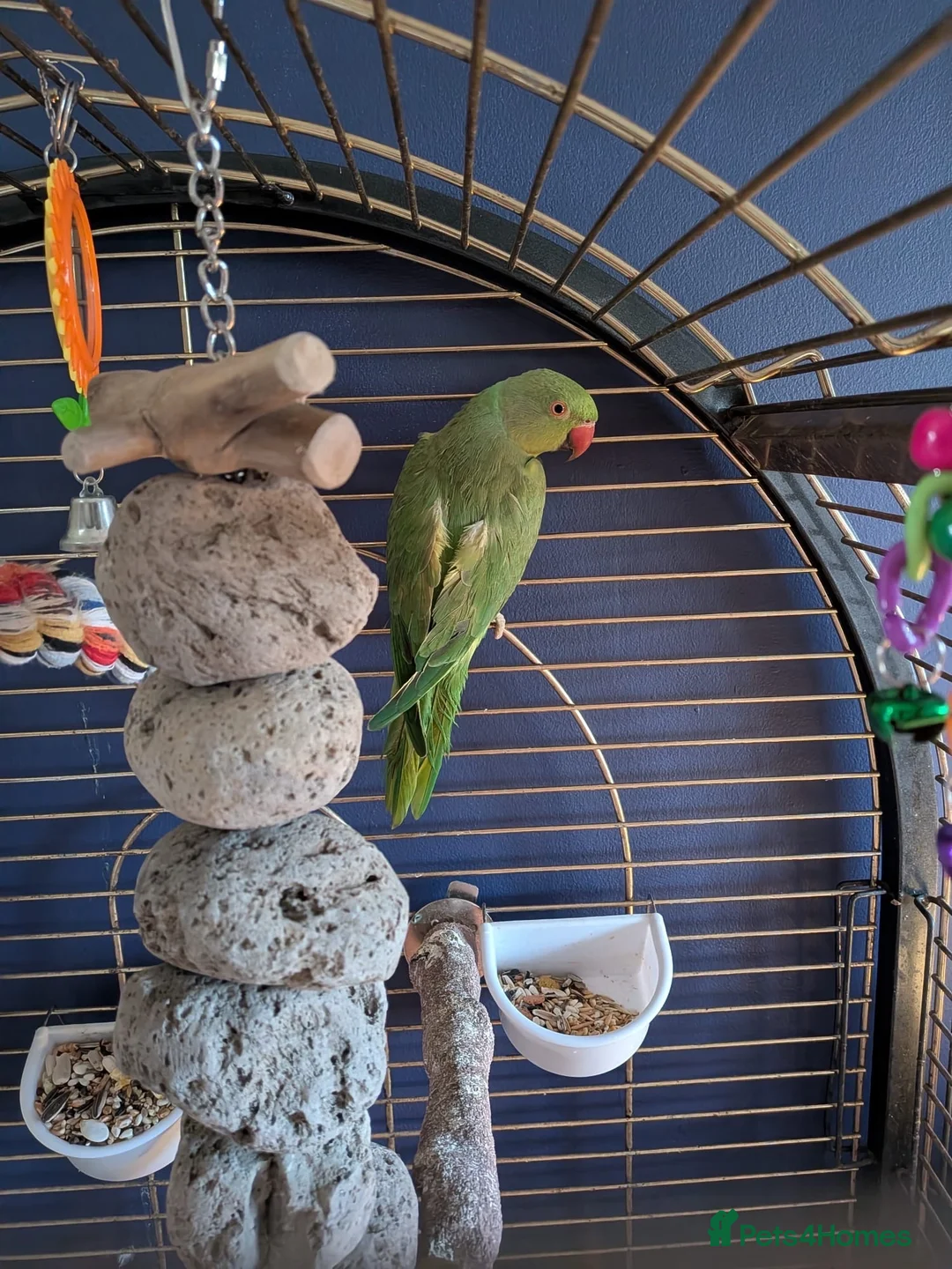 Parrots birds for sale: INDIAN RING NECK PARROT ( MALE ) - Advert 1