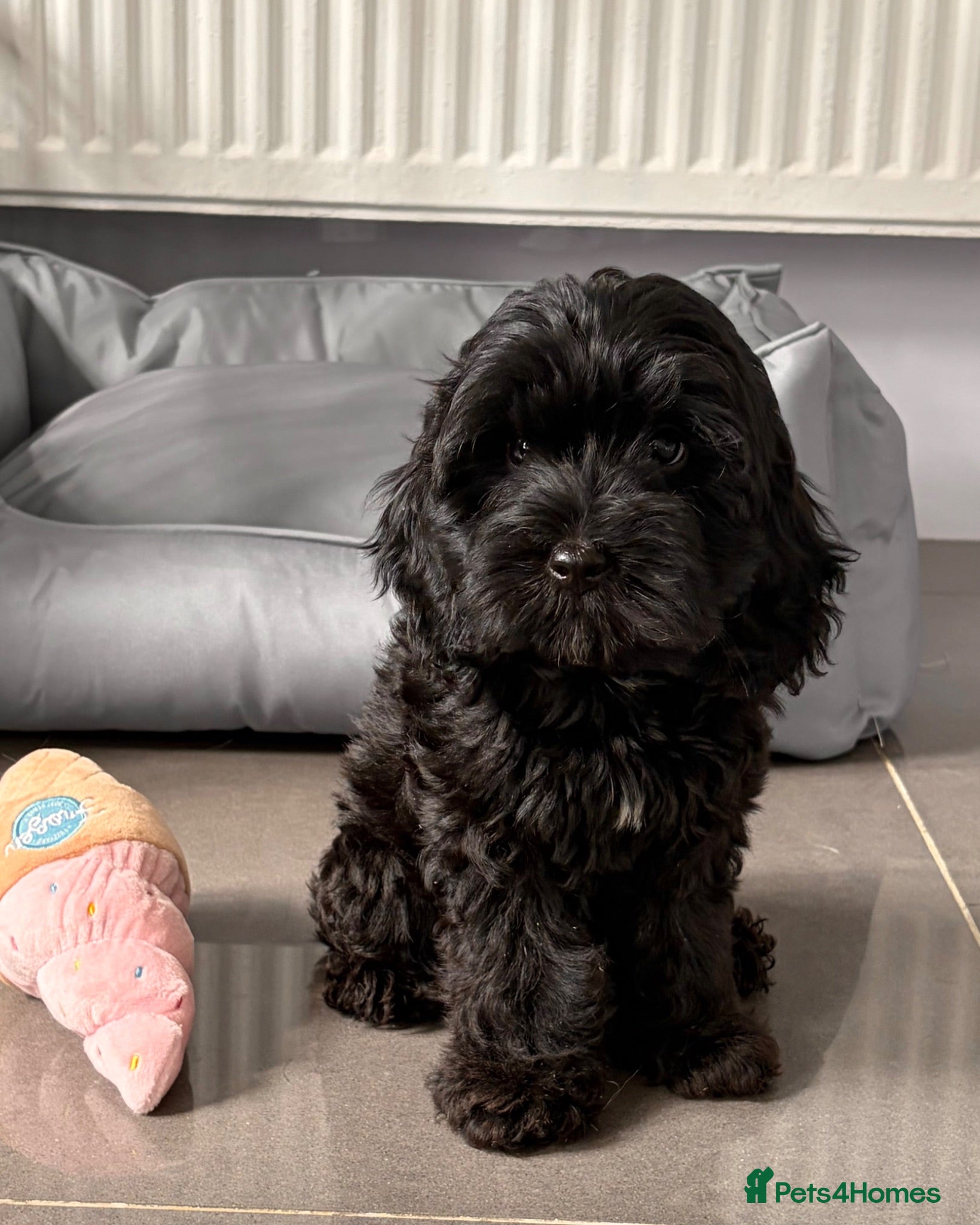Cockapoo dogs Health tested cockapoo puppies  - Advert 1