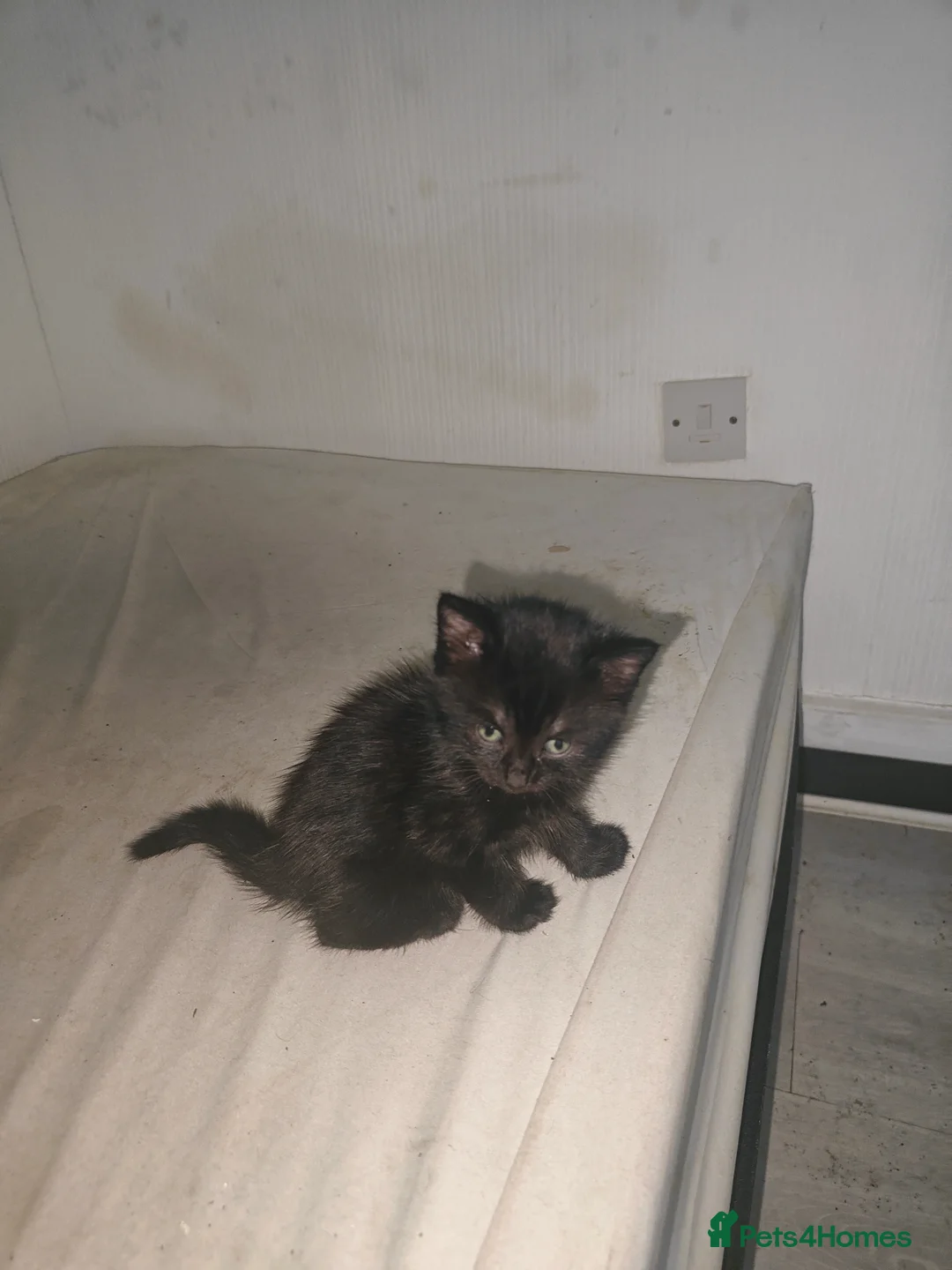 Mixed Breed cats for sale: 4Kittens  - Advert 2