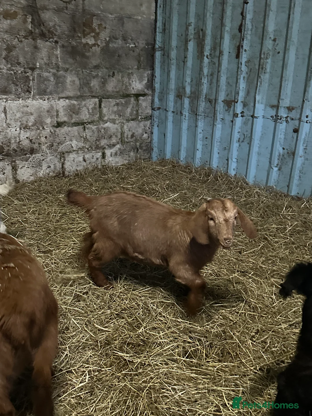 Goats livestock for sale: 2x red and traditional full boer doelings - Advert 3