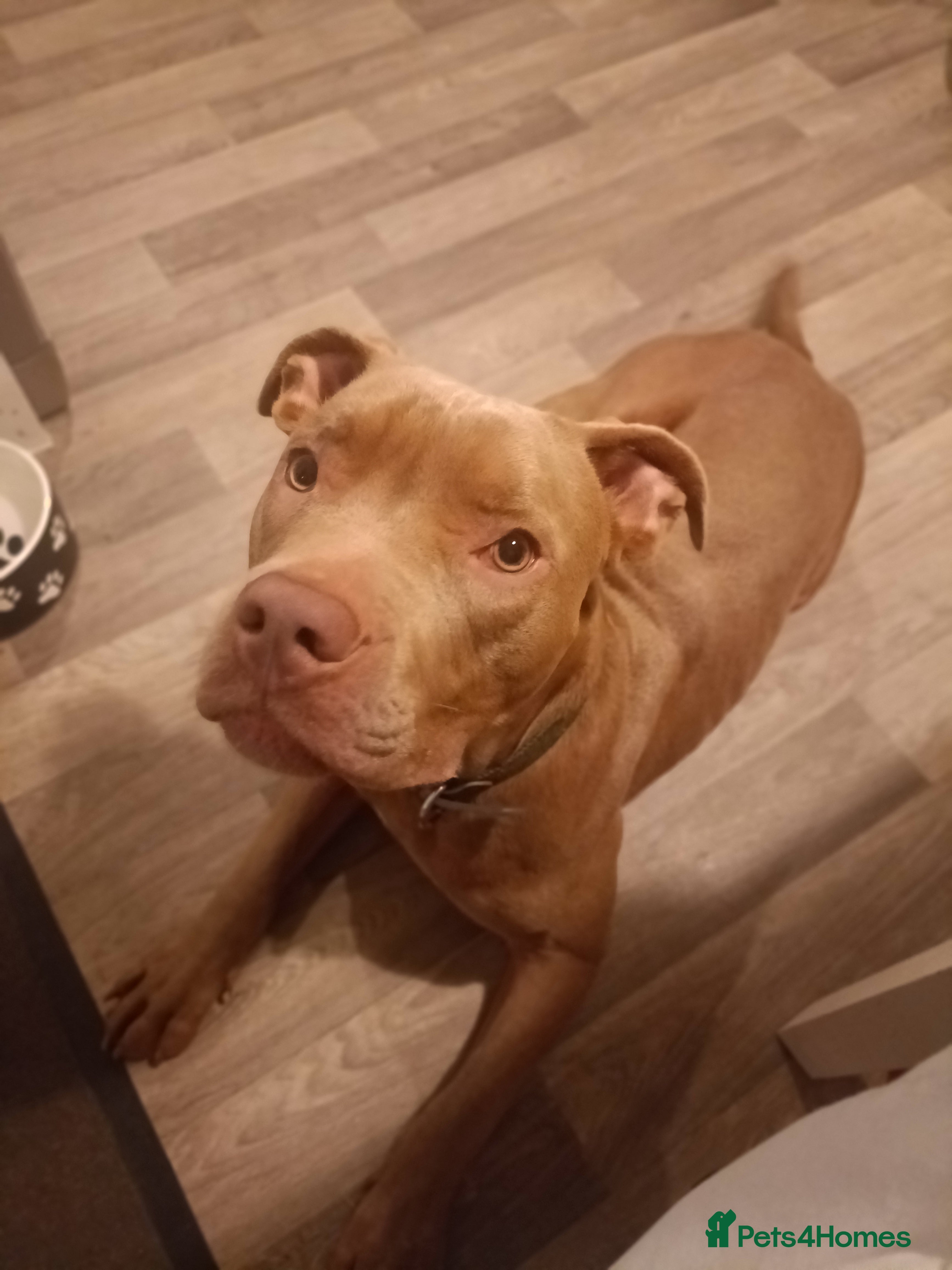 Mixed Breed dogs Odin 18 months staff x mastiff male - Advert 8