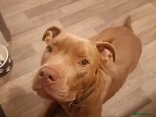 Mixed Breed dogs Odin 18 months staff x mastiff male - Advert 8