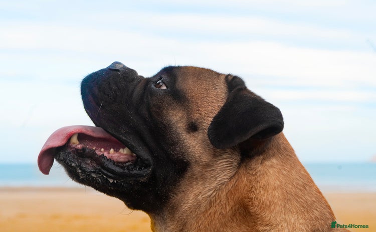 Bullmastiff dogs - Advert 1