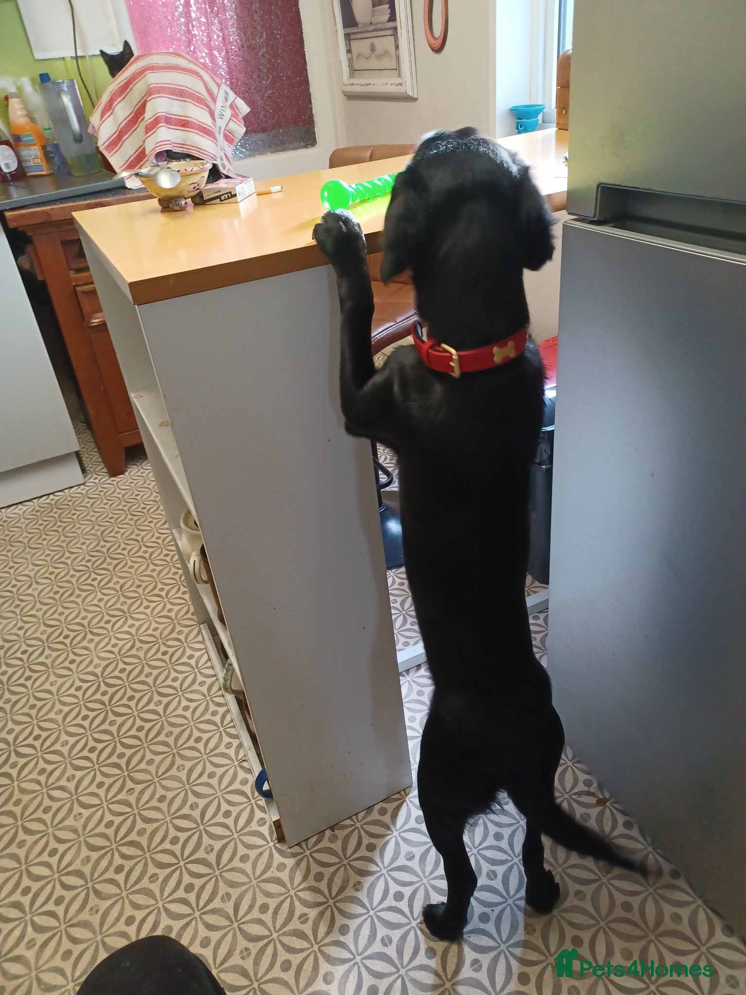 Mixed Breed dogs for sale: Sprollie 6/7mth old Sprollie in Camborne - Advert 2