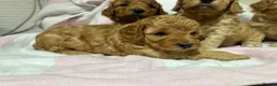 Cockapoo dogs for sale: Stunning Cockapoo Pups Health Tested Parents - Advert 7