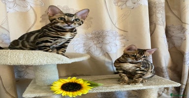 Bengal cats in Northampton - Advert 15