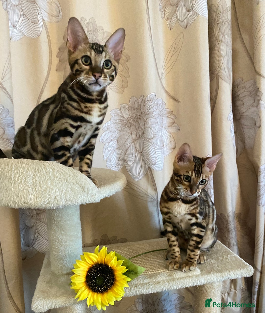 Bengal cats for sale: TICA register.ONLY 2 BOYS 🙀😺LEFT !!! in Northampton - Image 3