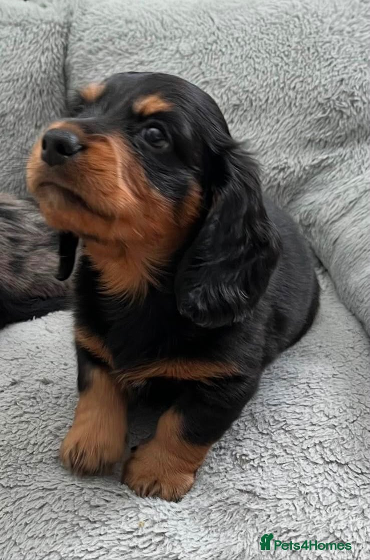 Miniature Dachshund dogs Longhair Miniature Dachshund - Advert 3