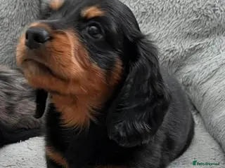 Miniature Dachshund dogs Longhair Miniature Dachshund - Advert 5