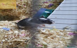 Gerbil rodents for sale: 2 Female Gerbils 10-11 Weeks old - Image 2