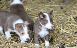 Border Collie dogs for sale: Border Collie Puppies  - Image 1