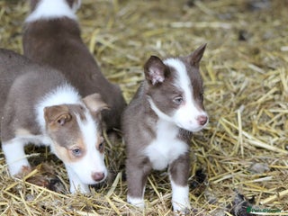 Border Collie dogs - Advert 21