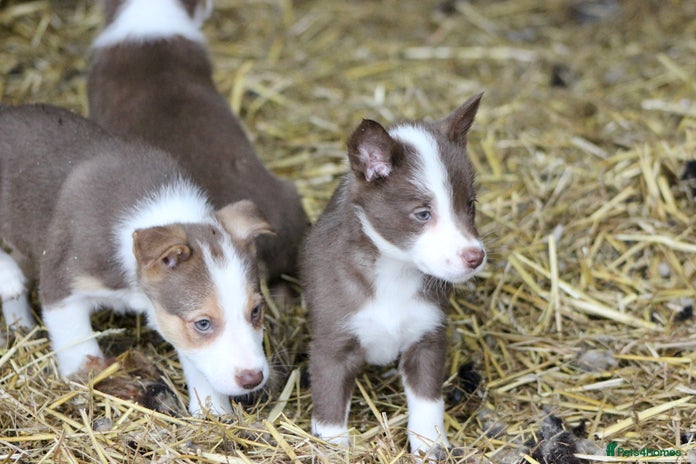 Border Collie dogs - Advert 3
