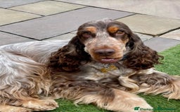 Cocker Spaniel dogs for sale: 🔥LAST TWO BOYS LEFT!🔥 KC SHOW COCKER SPANIEL  - Image 24