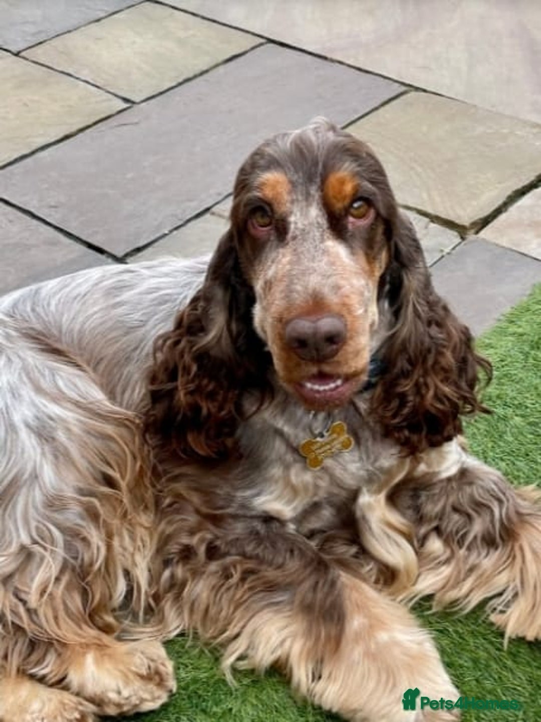 Cocker Spaniel dogs for sale: 🔥LAST TWO BOYS LEFT!🔥 KC SHOW COCKER SPANIEL  - Image 24