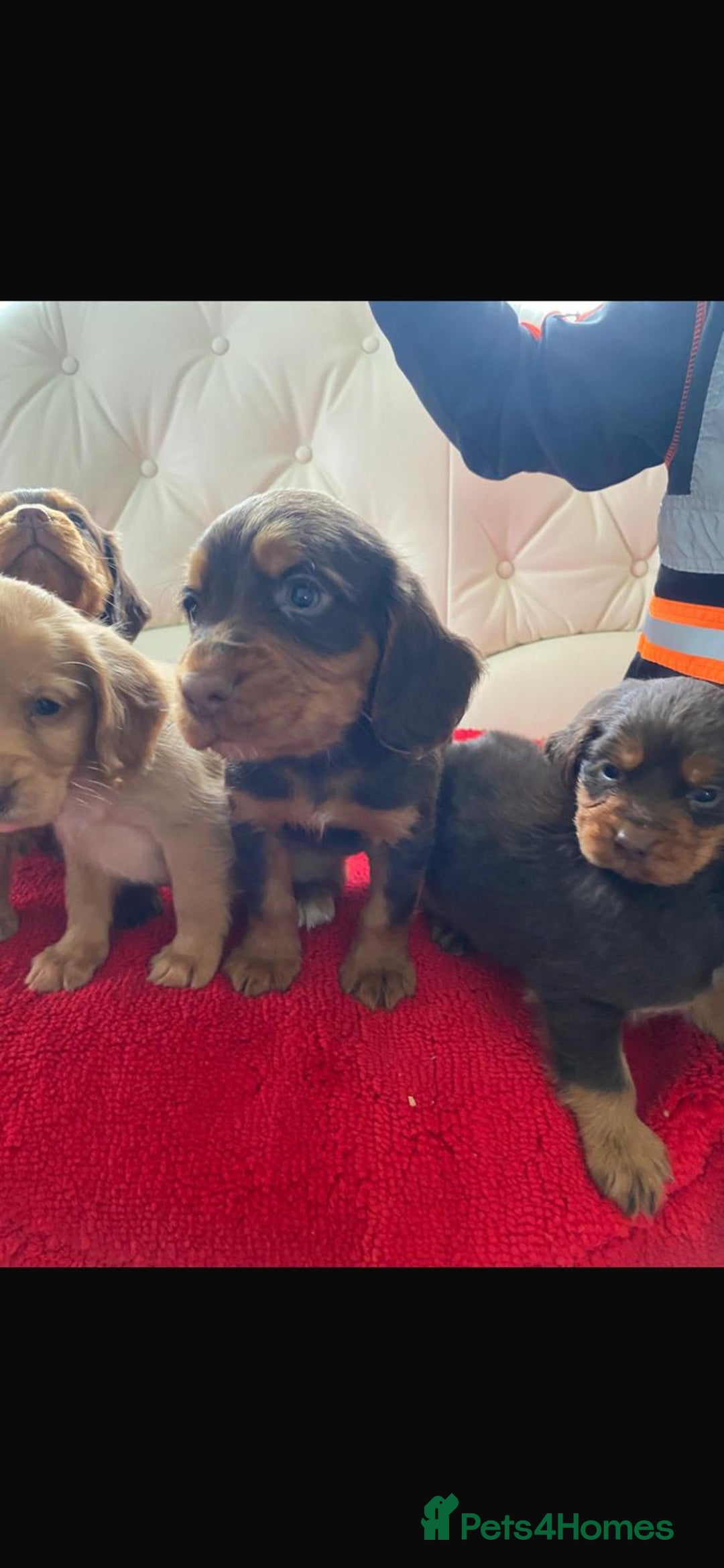Cocker Spaniel dogs for sale: Beautiful litter of cocker spaniel puppys - Advert 12