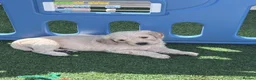 Mixed Breed dogs for sale: Last 2! Gorgeous Ultimate Doodles - Advert 5
