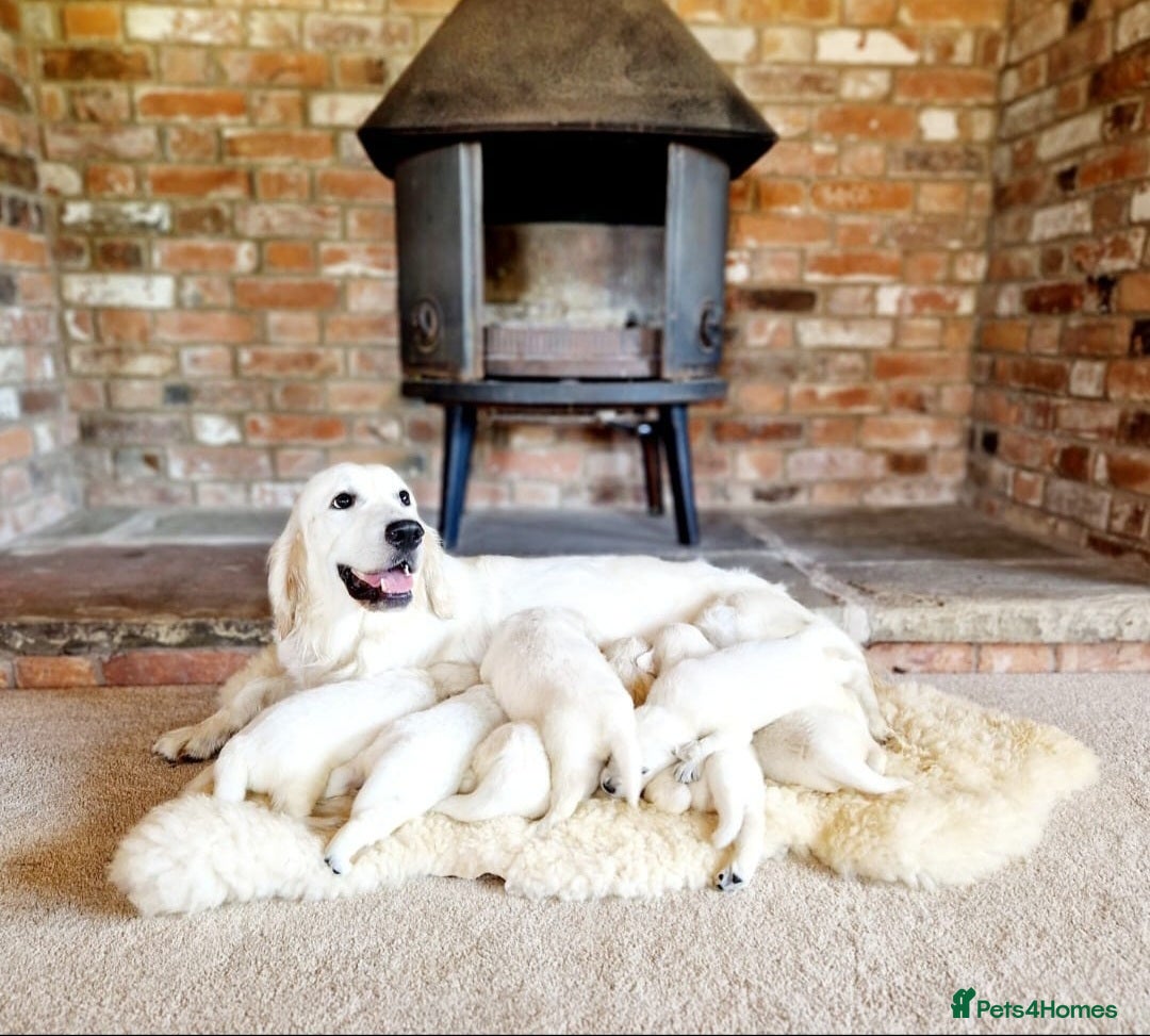Golden Retriever dogs Newmiller Retrievers Upcoming Litter Announcement  - Advert 6