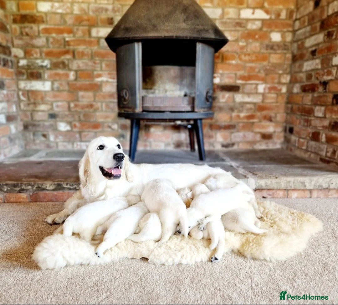 Golden Retriever dogs for sale: Newmiller Retrievers - One Girl Avaliable  - Advert 9