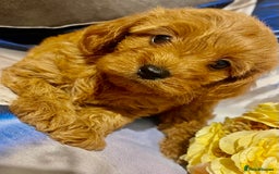 Cavapoo dogs for sale: Red cavapoo’s - Image 2
