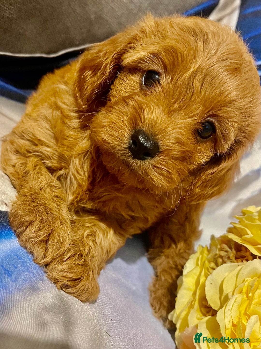 Cavapoo dogs for sale: Red cavapoo’s - Image 2