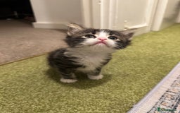 British Longhair cats for sale: Beautiful & playful kittens ready for new home - Image 15