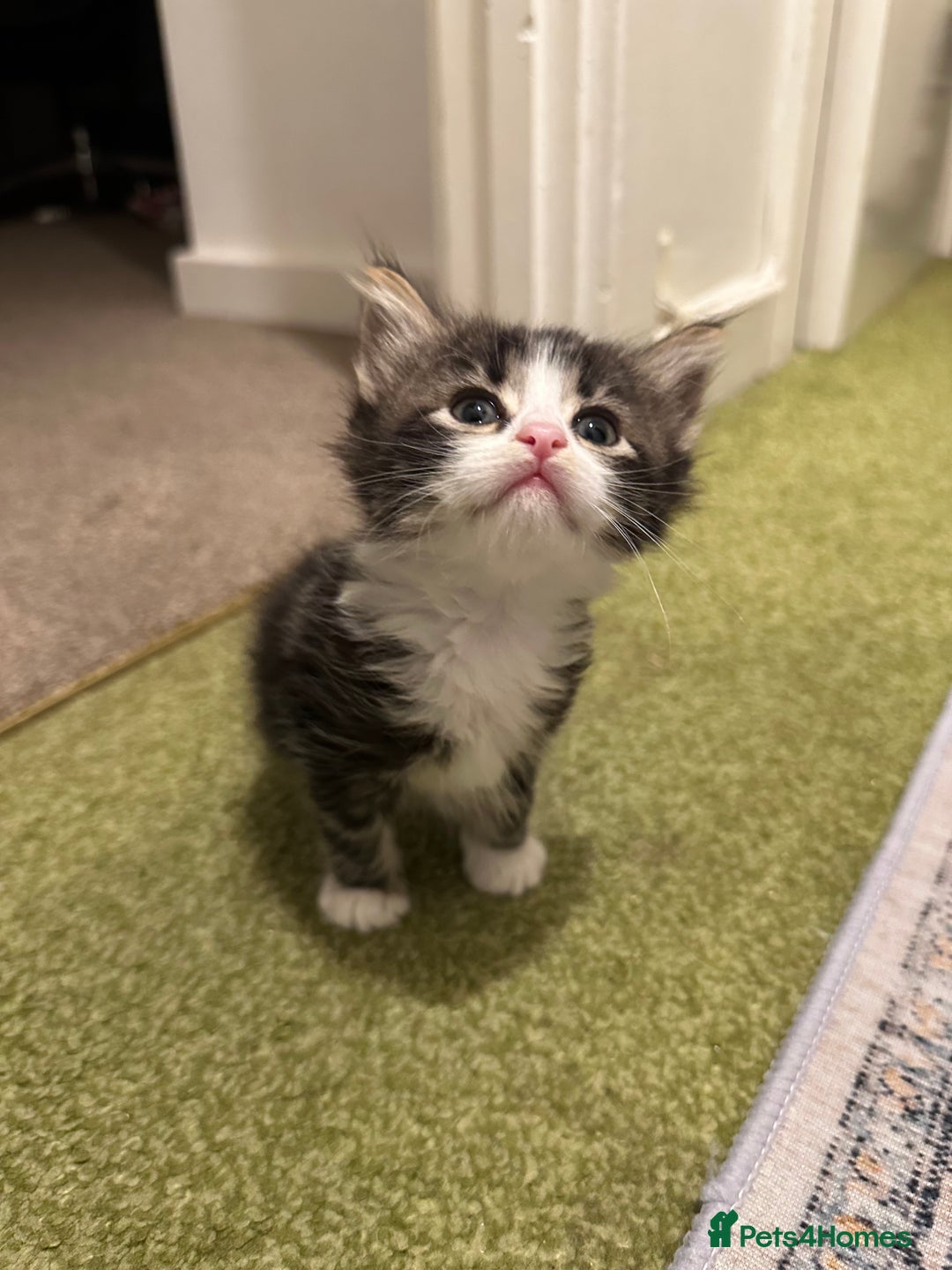 British Longhair cats for sale: Beautiful & playful kittens ready for new home - Image 15