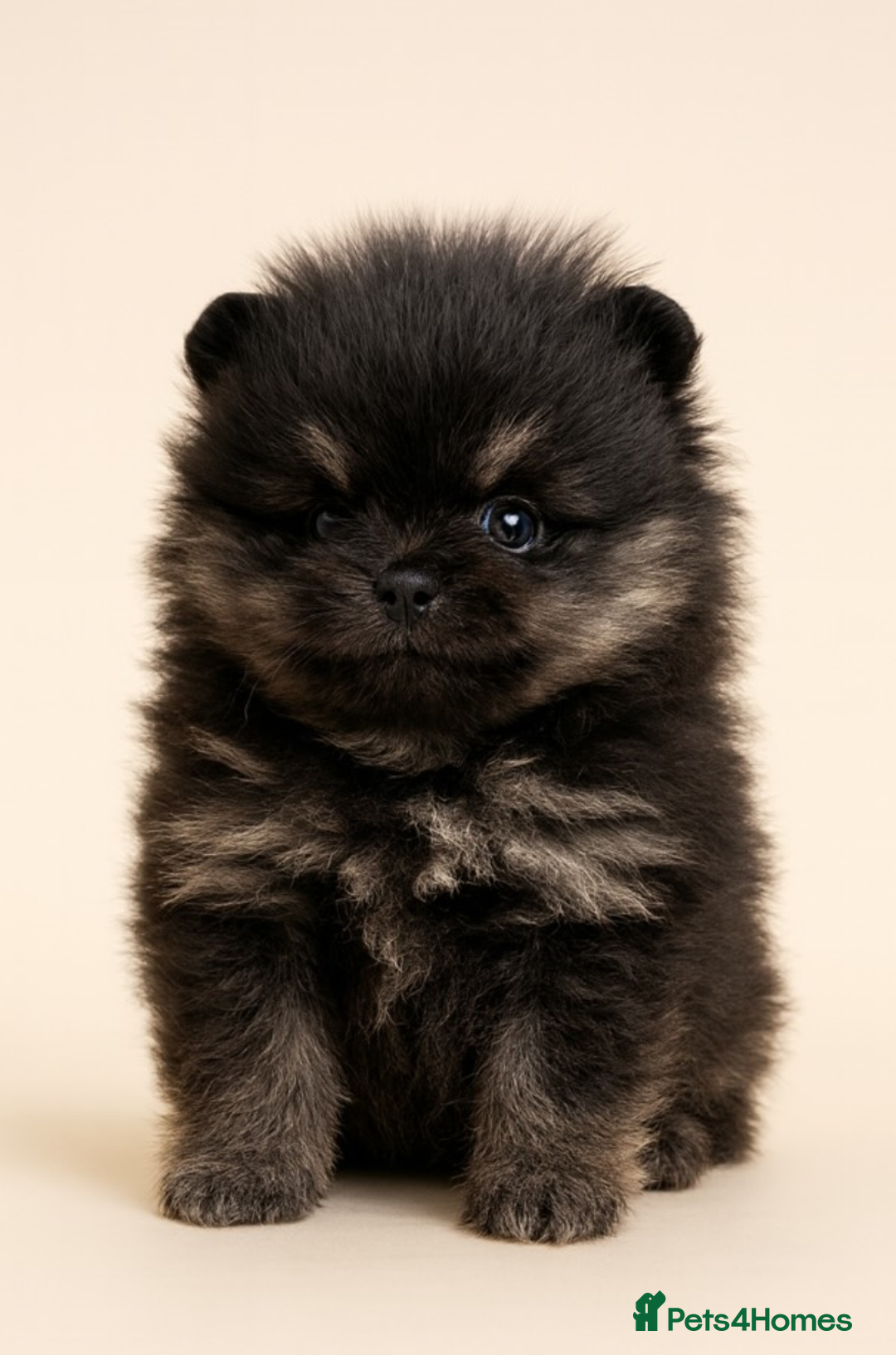 Pomeranian dogs for sale: All pups reserved  - Advert 29