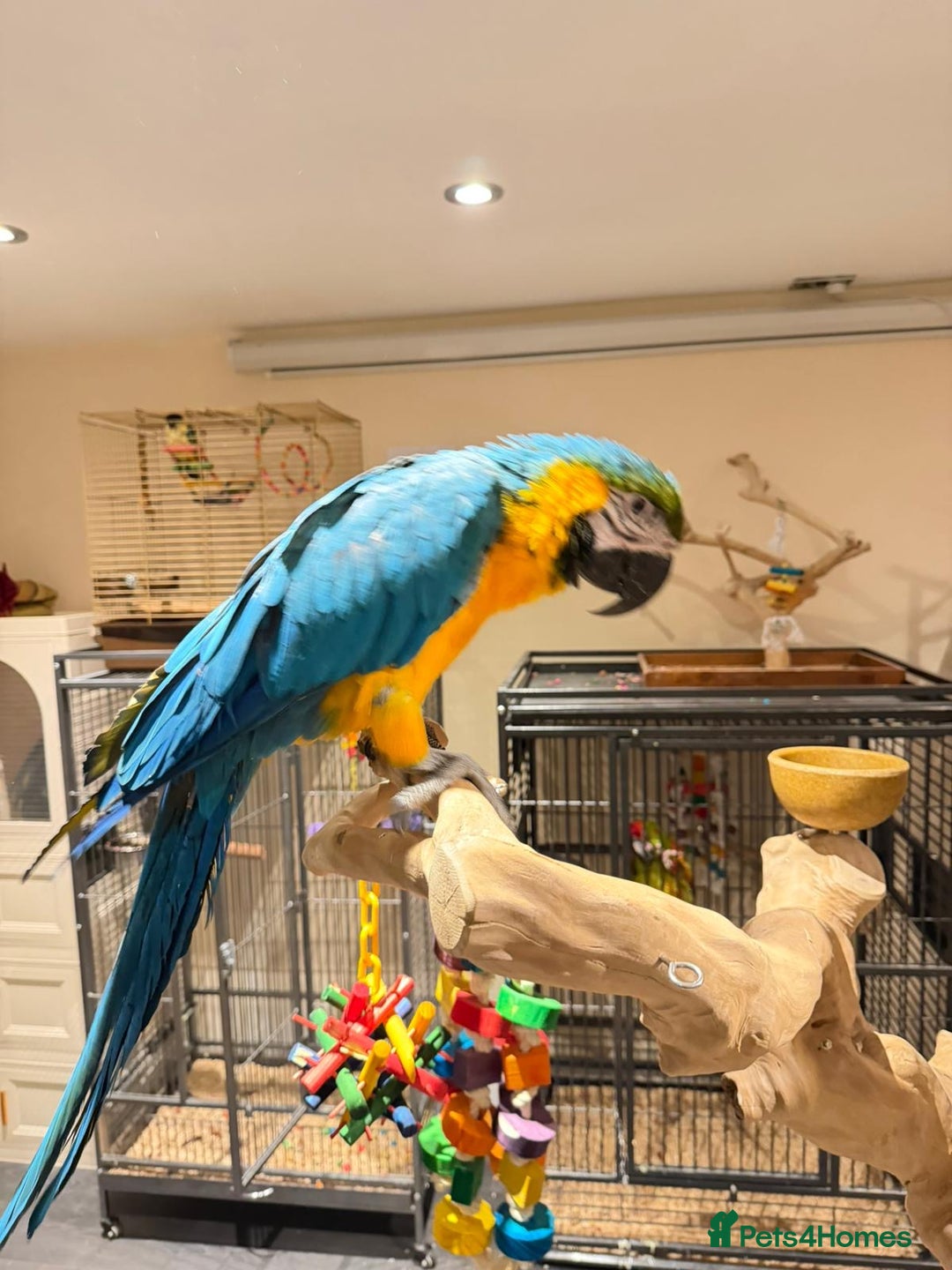 Budgerigars birds for sale: For Sale- Female Blue & Gold Macaw (10 Months Old) - Advert 6