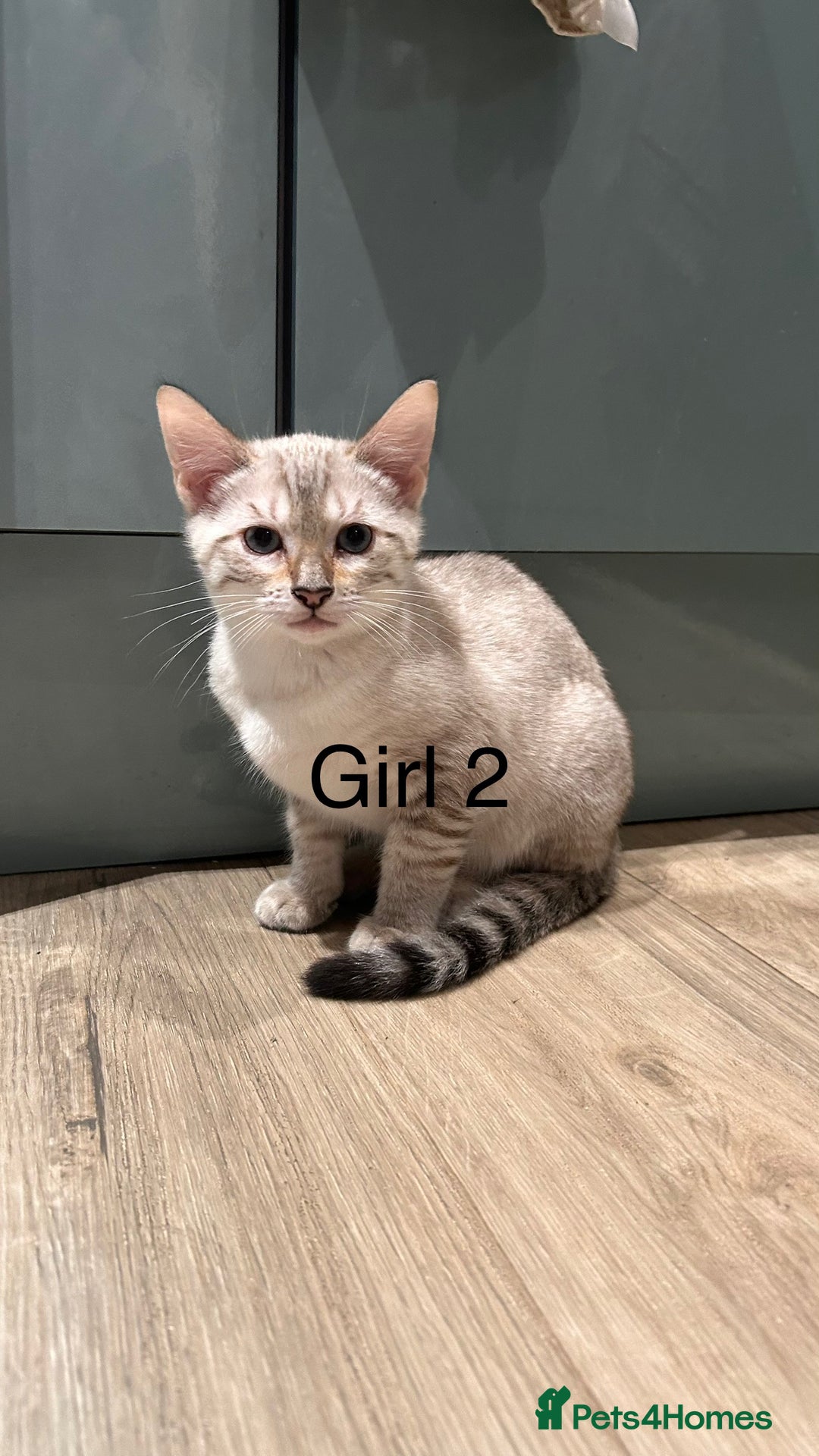 Mixed Breed cats for sale: mixed bengal kittens, ready to leave b4  **  - Advert 7