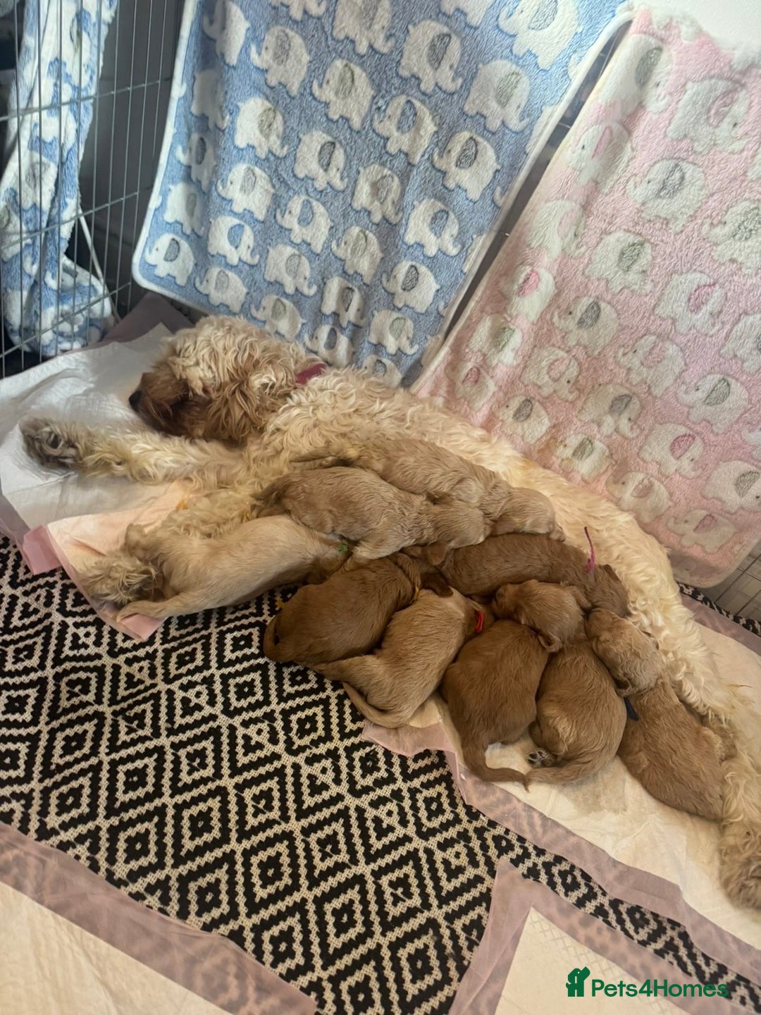 Cockapoo dogs for sale: Beautiful Cockapoo - Advert 2