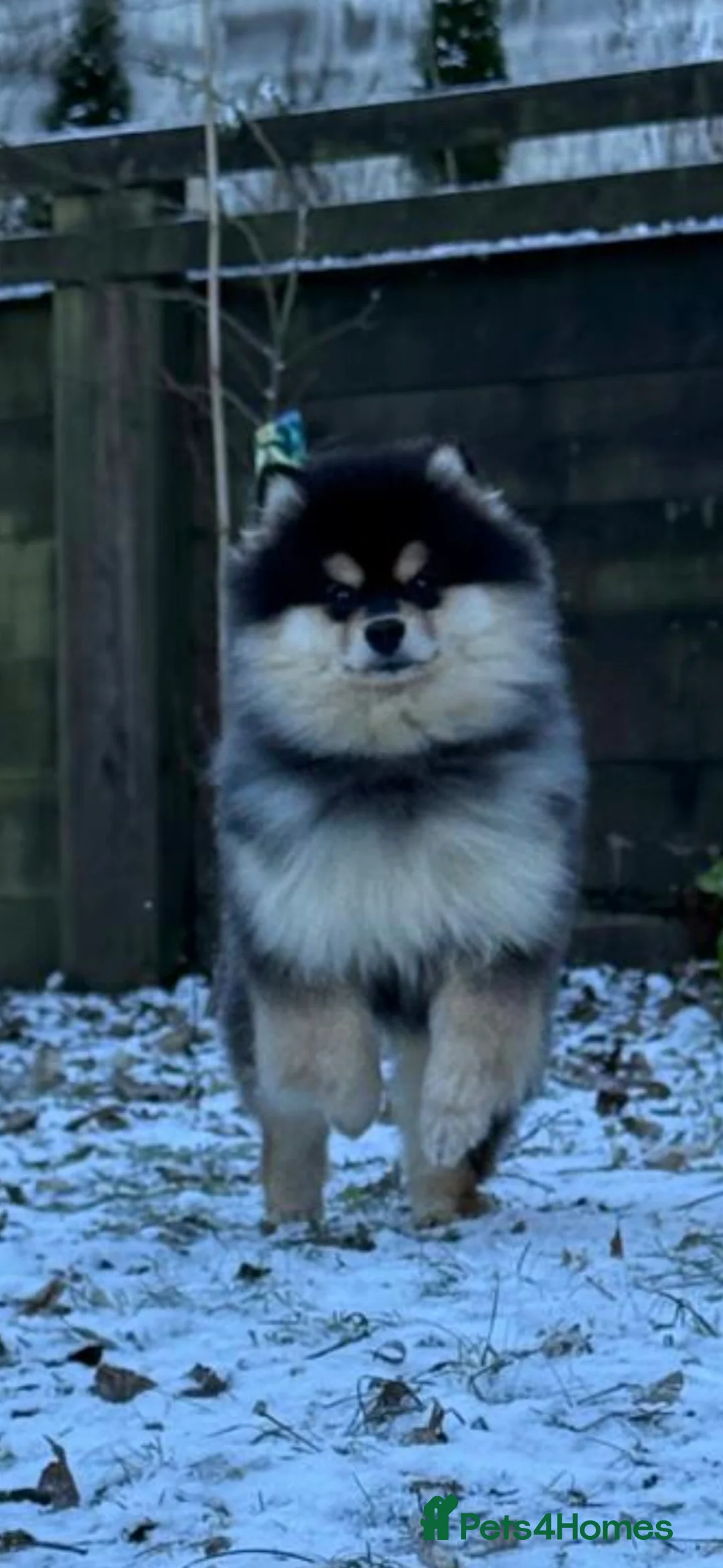 Pomsky dogs for sale: Batman F3 Pomsky boy  - Advert 22
