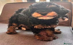 Cavapoo dogs for sale: Miniature cavapoos  - Image 23