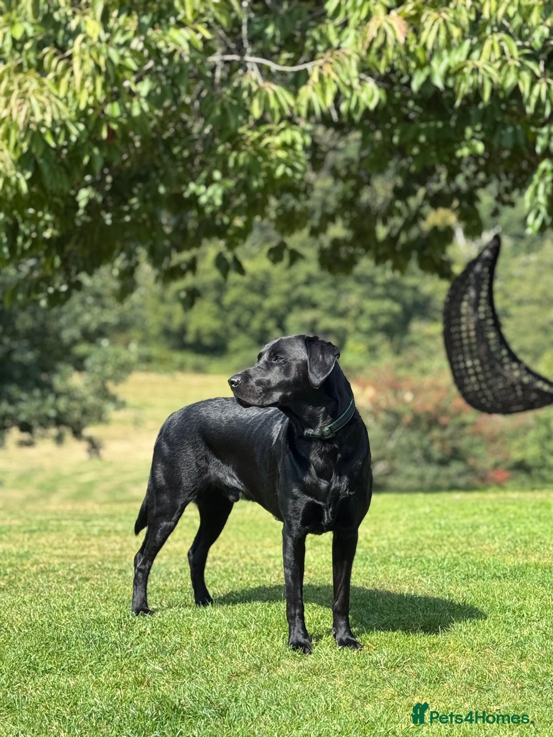 Labrador Retriever dogs for sale: Labrador Puppies  - Advert 12