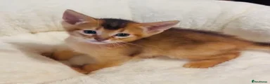 Abyssinian Kitten 1