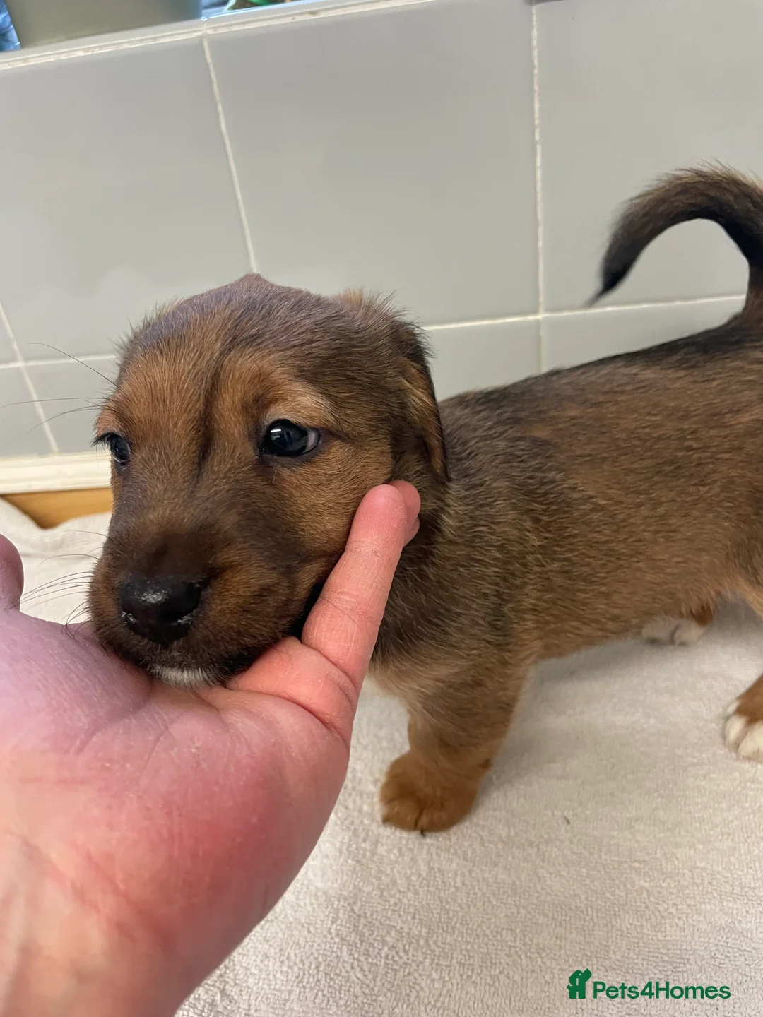 Jack Russell dogs for sale: Beautiful Jack Russell puppies  - Advert 12