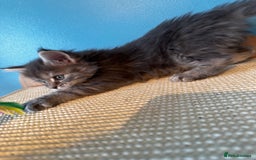 Maine Coon cats for sale: GCCF Maine coon kittens  - Image 3