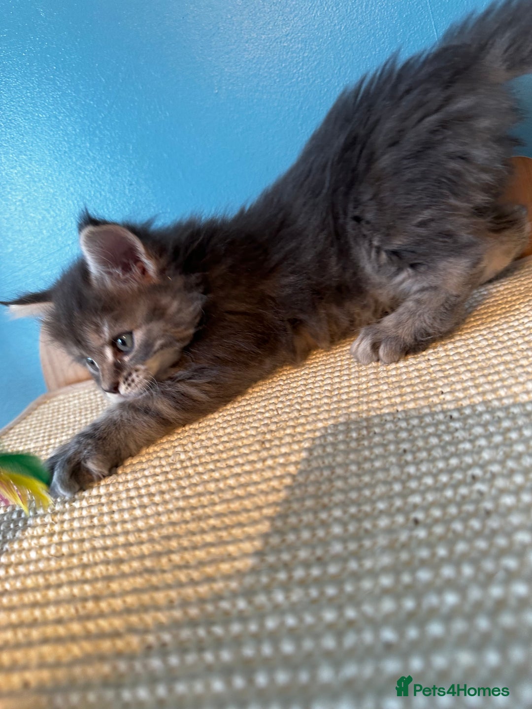Maine Coon cats for sale: GCCF Maine coon kittens  - Image 3