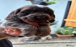Cocker Spaniel dogs for sale: Show cocker spaniels  - Image 9