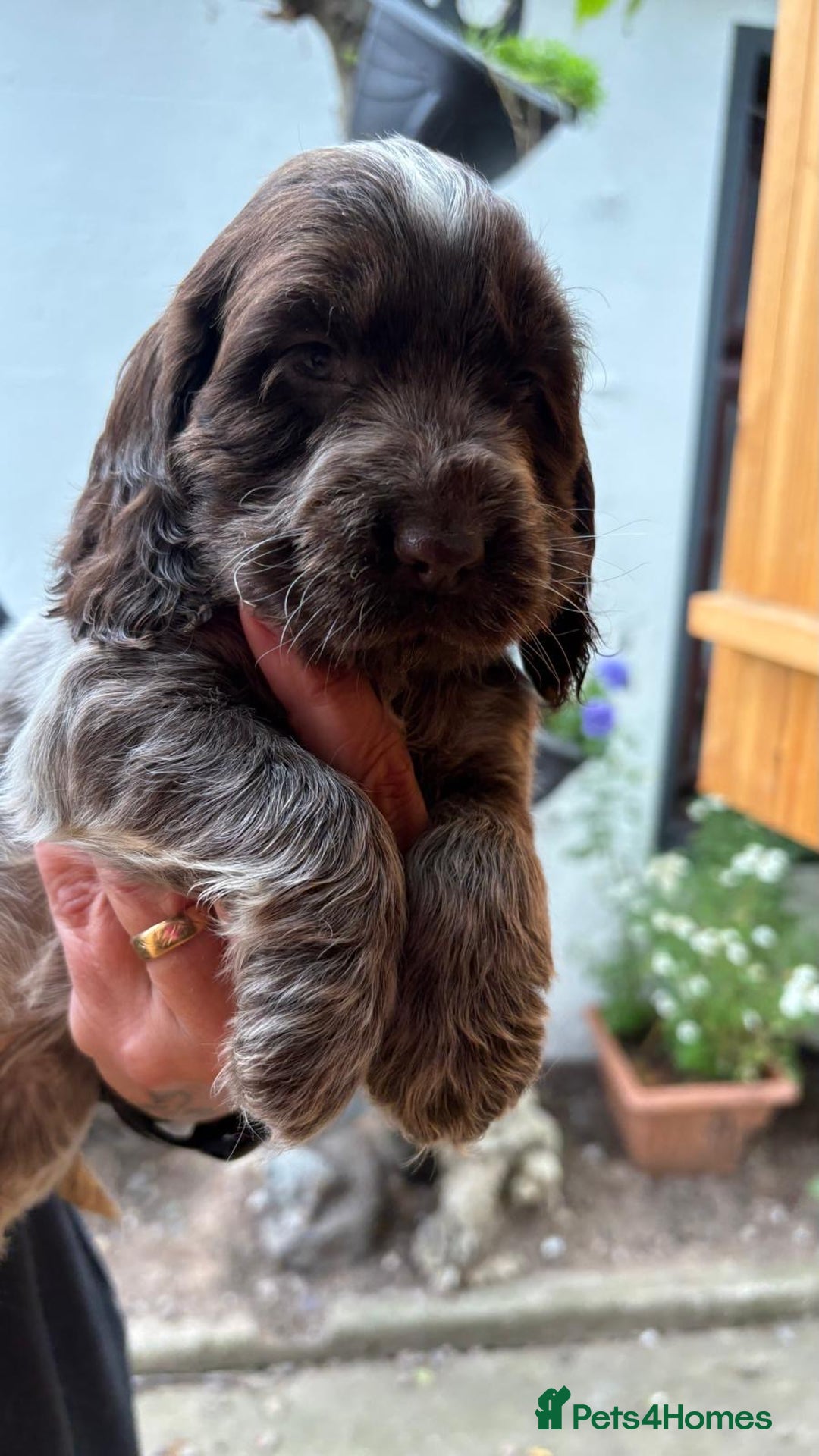 Cocker Spaniel dogs for sale: Show cocker spaniels  - Image 9