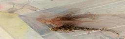 Axolotl reptiles for sale: Beautiful hypo baby Axolotls available last few  - Advert 19