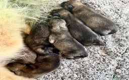 Eurasier dogs for sale: KC REG Eurasier Puppies  - Image 5