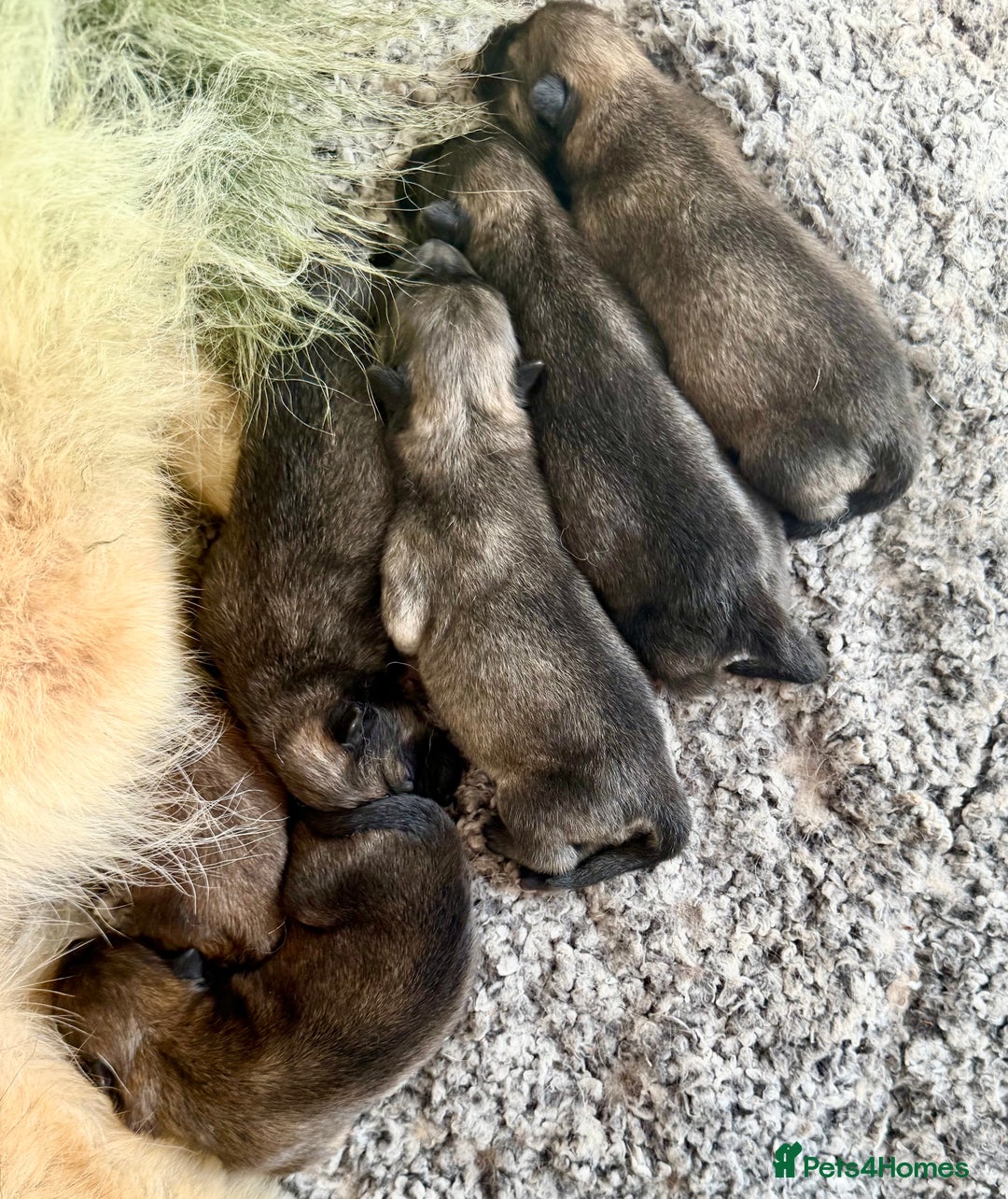 Eurasier dogs for sale: KC REG Eurasier Puppies  - Image 5