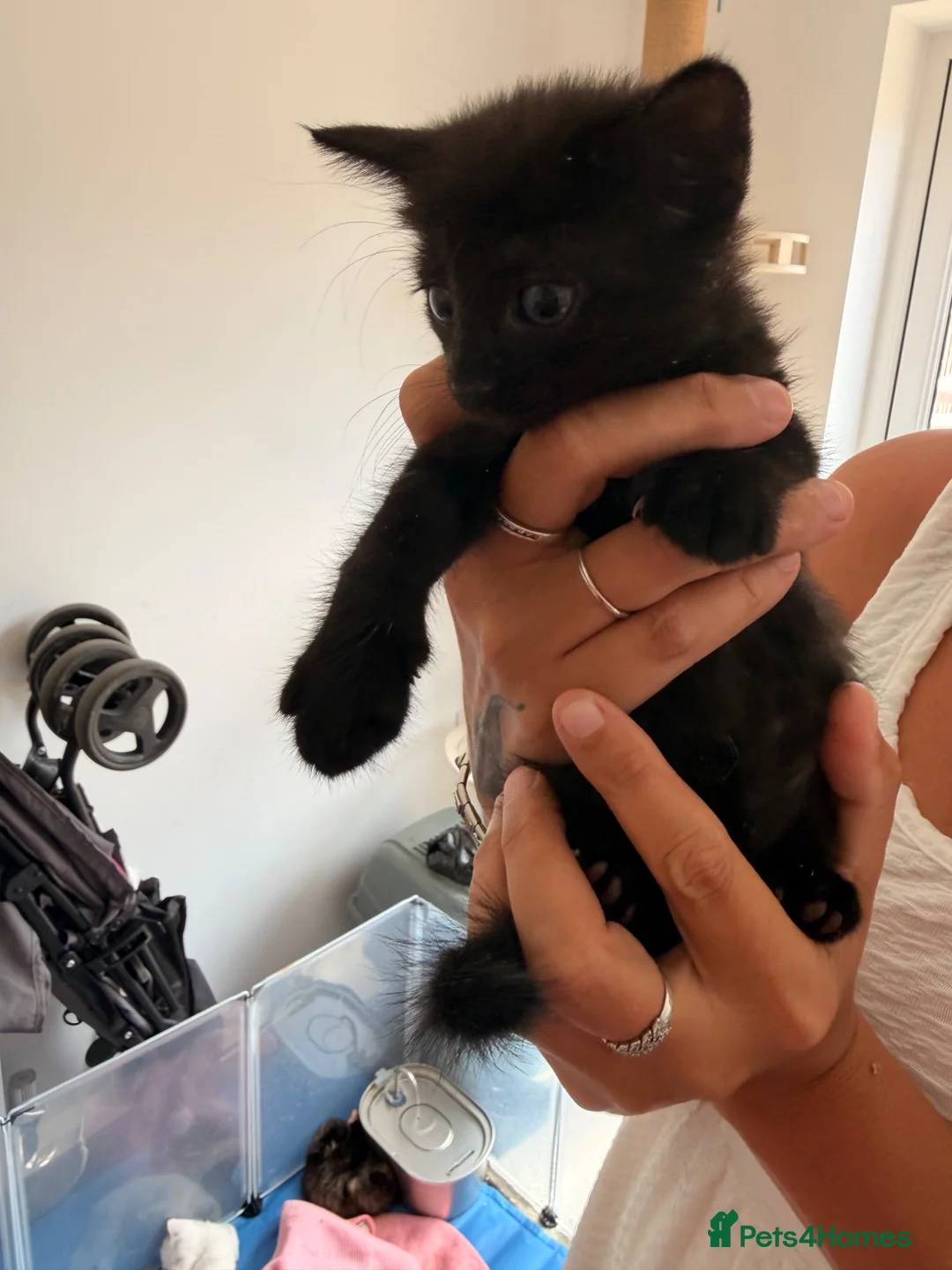 Turkish Angora cats for sale: 6 gorgeous kittens  in Buckingham - Advert 2