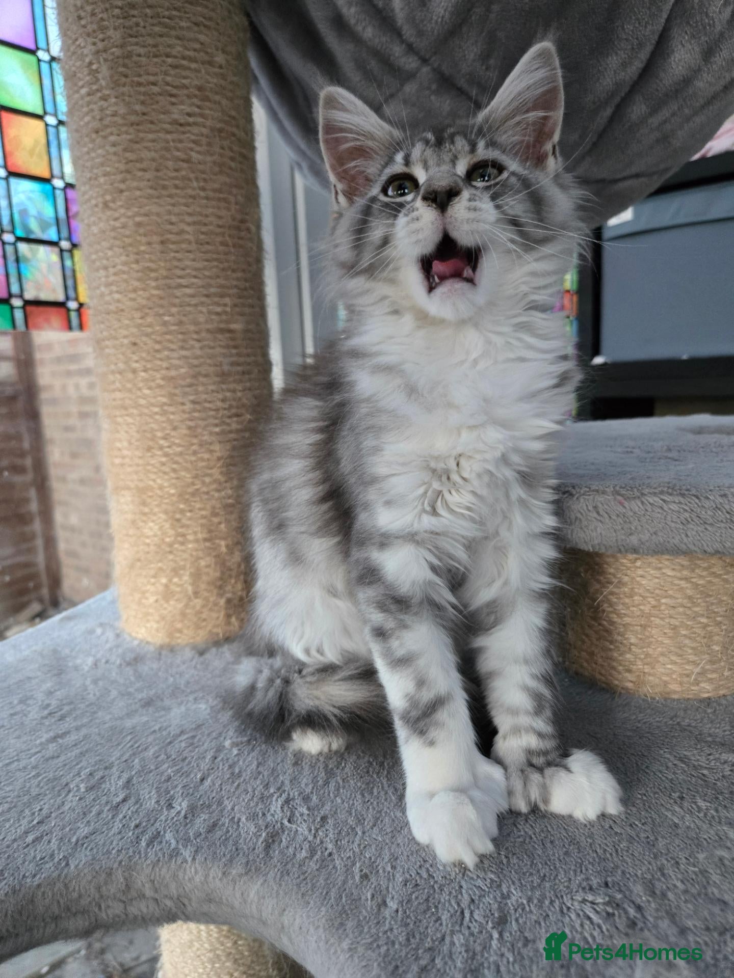 Maine Coon cats for sale: ACTIVE💕💕💕READY NOW. *TiCA reg 2F q x 7777 polly - Advert 16