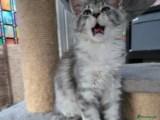 Maine Coon cats for sale: ACTIVE💕💕💕READY NOW. *TiCA reg 2F q x 7777 polly - Advert 16