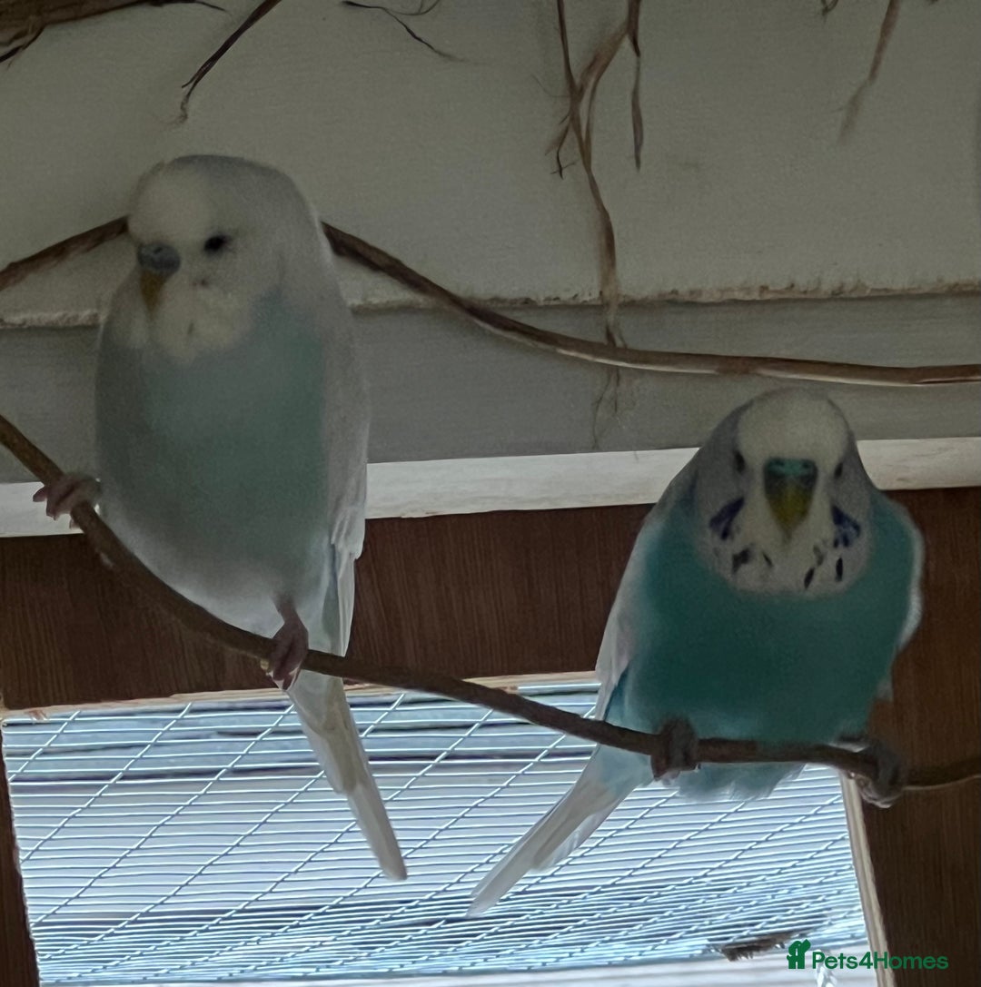 Budgerigars birds for sale: Boy budgies  - Image 7