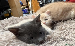 Bengal cats for sale: Bengal Mixed Litter - 2 Ginger & 1 Blue/Grey - Image 1