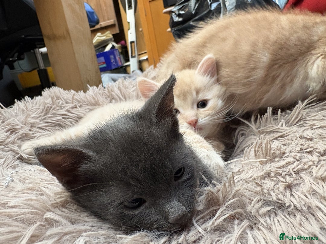 Bengal cats for sale: Bengal Mixed Litter - 2 Ginger & 1 Blue/Grey - Image 1